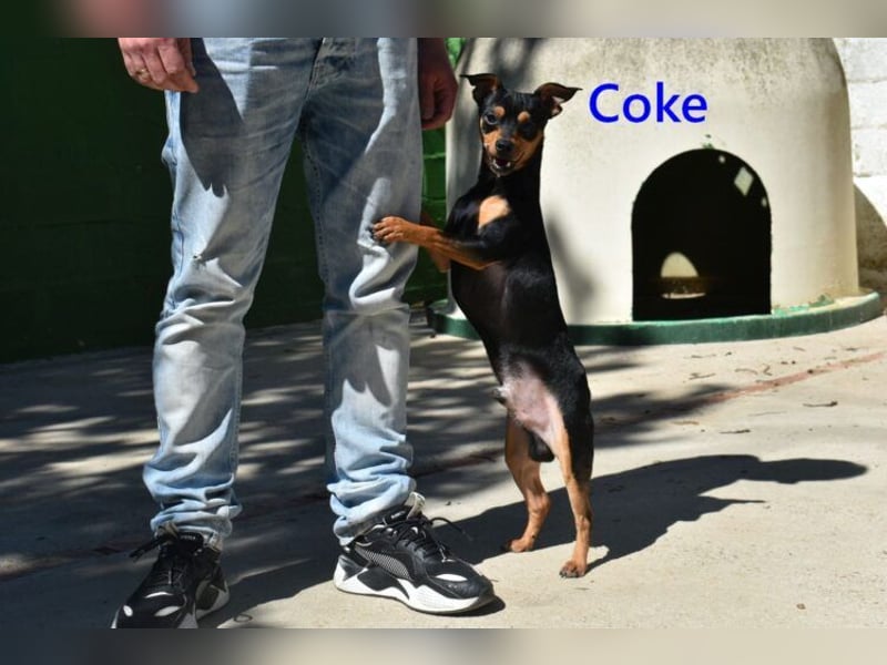 Coke geb. 12/2024 (ESP) - verschmuster und menschenbezogener Junghund!