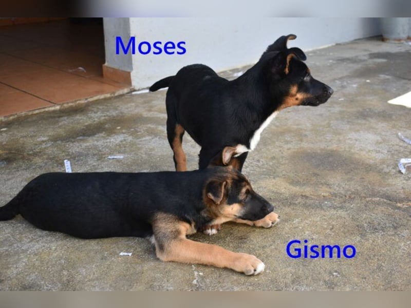 Gismo geb. 01/2026 (ESP) - charmanter, unverdorbener Welpe sucht sein Körbchen!
