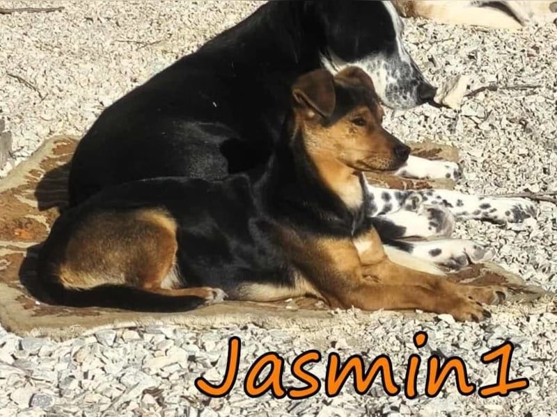 Jasmin1 geb. 08/2022 (GRC) - kleines Mädchen sucht ihre Familie!