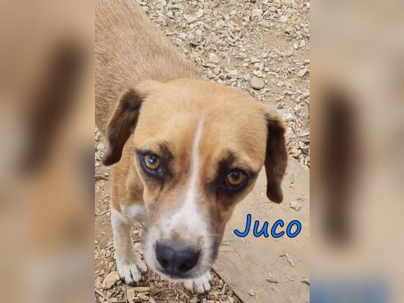 Juco geb. 08/2024 (GRC) - ruhiger, sozialer und liebenswerter junger Hundekumpel sucht ein Zuhause!