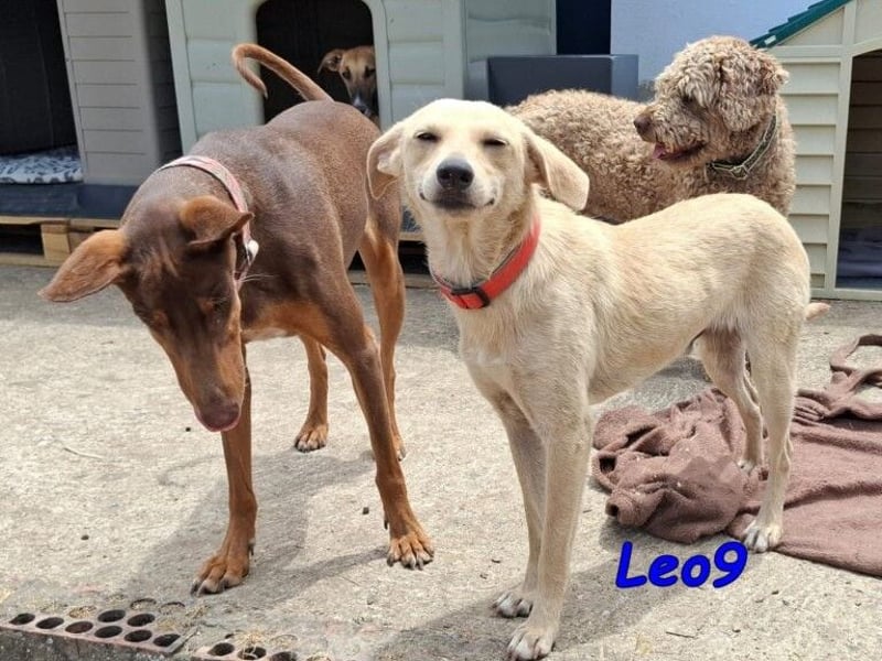 Leo9 geb. 06.2025 (ESP) - junger Hundemann sucht seine Familie!