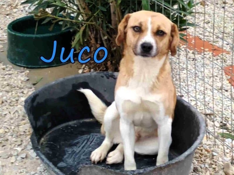 Juco geb. 08/2024 (GRC) - ruhiger, sozialer und liebenswerter junger Hundekumpel sucht ein Zuhause!