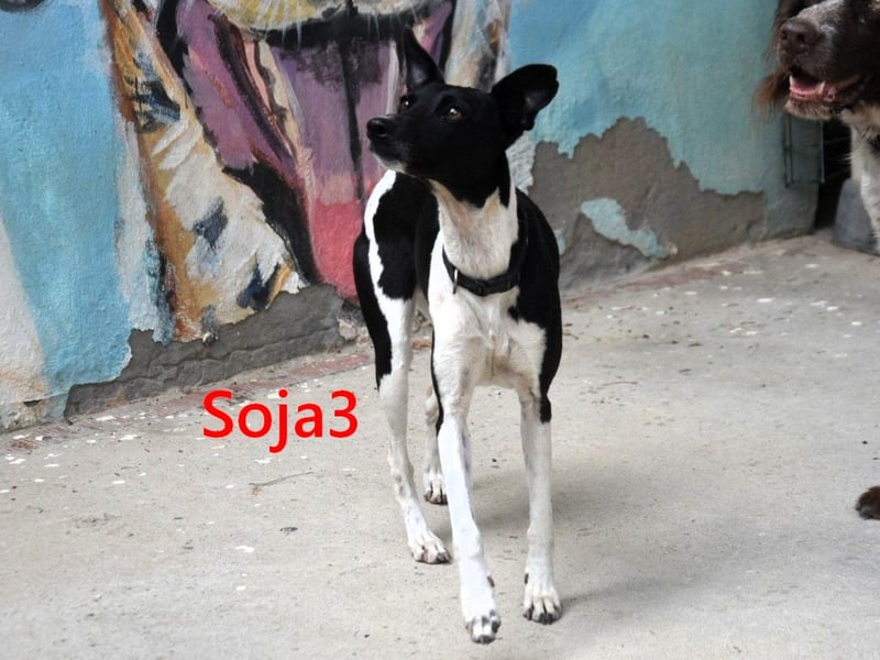 Soja3 geb. 06/2024 (ESP) - verschmuste und menschenbezogene kleine Hündin!