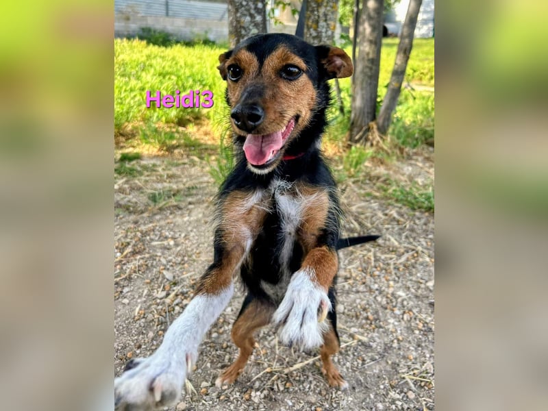 Heidi3 geb. 01/2025 (ESP) - kleine, fröhliche Hundedame sucht ihr Körbchen!