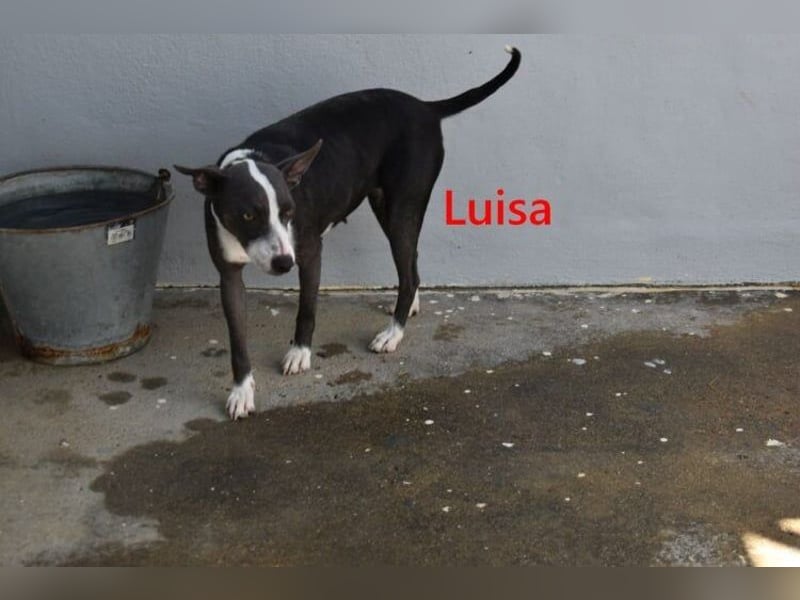 Luisa geb. 02/2023 (ESP) - verschmuste, wunderschöne Traumhündin!