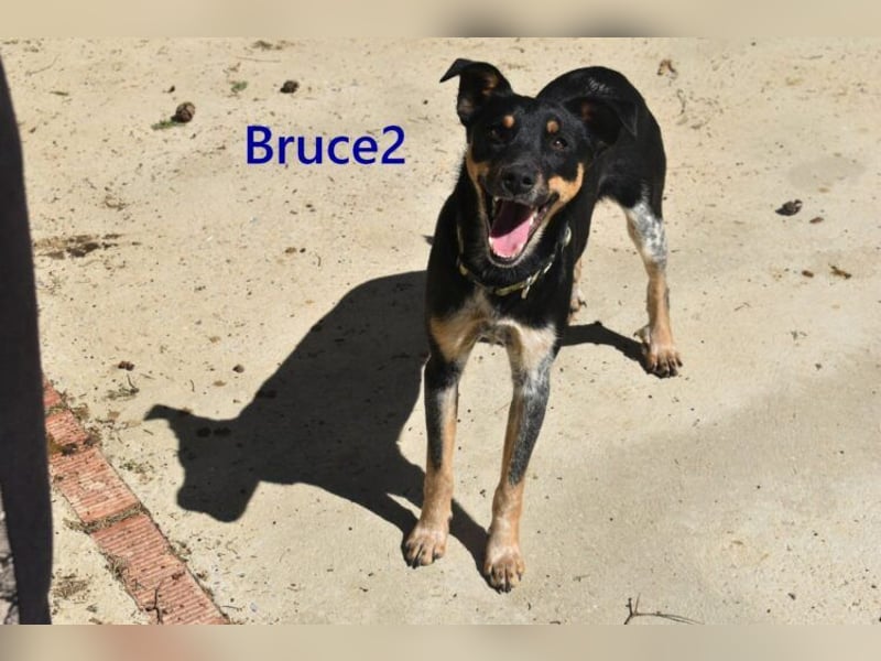 Bruce2 geb. 07/2025 (ESP) - freundlicher Hundejunge sucht sein Zuhause!