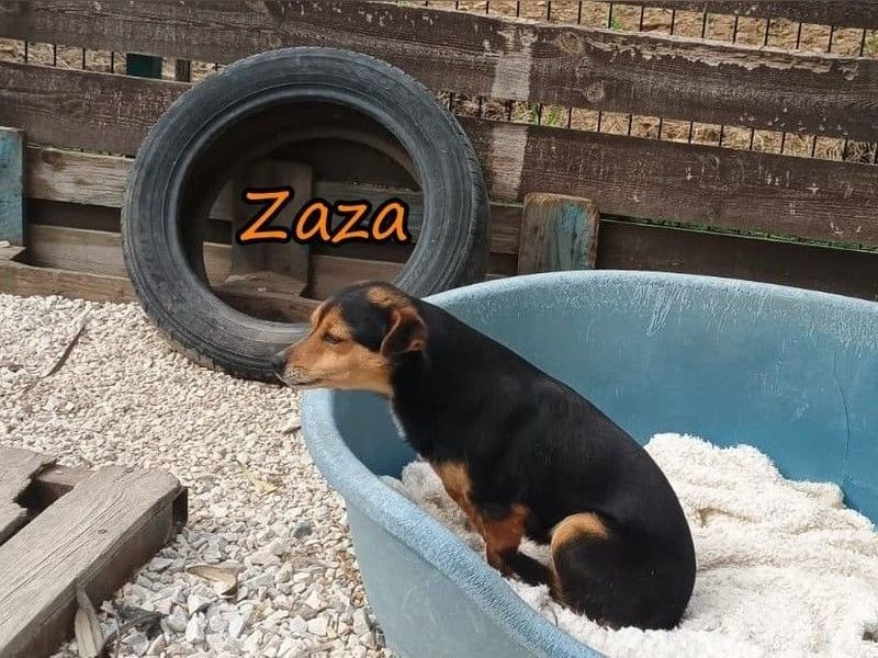 Zaza geb. 08/2022 (GRC) - kleine Hündin sucht Vertrauensperson!