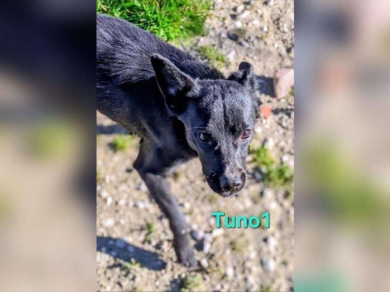 Tuno1 geb. 06/2025 (ESP) - fröhlicher und sanfter Junghund!