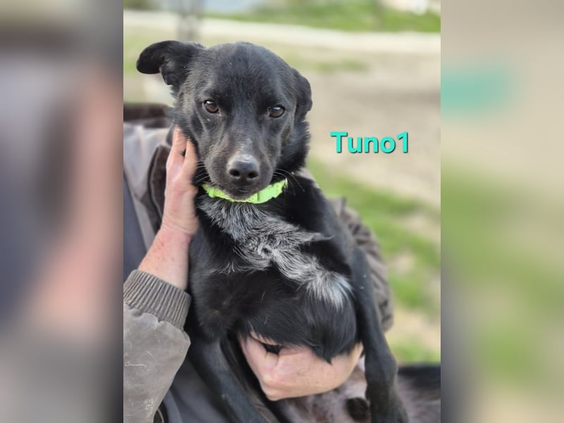 Tuno1 geb. 06/2025 (ESP) - fröhlicher und sanfter Junghund!