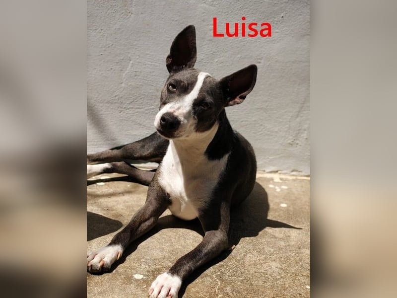 Luisa geb. 02/2023 (ESP) - verschmuste, wunderschöne Traumhündin!