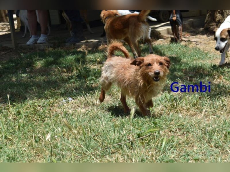 Gambi geb. 06/2023 (ESP) - unkomplizierter, freundlicher Hundemann!