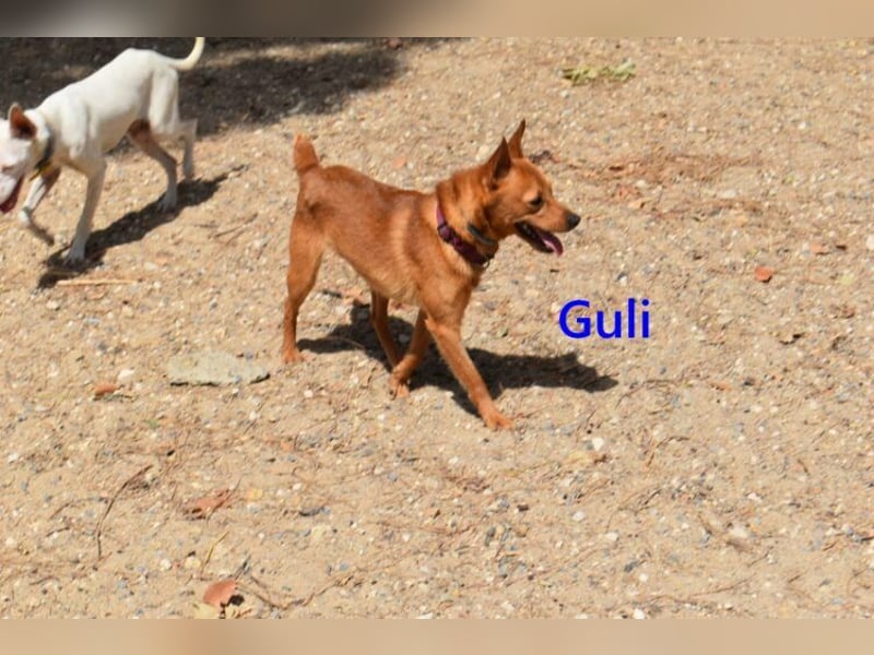 Guli geb. 07/2022 (ESP) - ein Sonne-im-Herzen Hund verdient sein Happy End!
