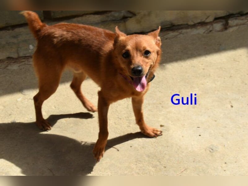 Guli geb. 07/2022 (ESP) - ein Sonne-im-Herzen Hund verdient sein Happy End!