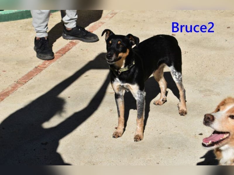 Bruce2 geb. 07.2025 (ESP) - freundlicher und verspielter Junghund sucht sein Zuhause!