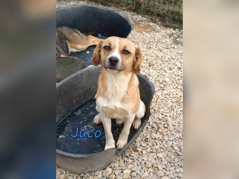 Juco geb. 08/2024 (GRC) - ruhiger, sozialer und liebenswerter junger Mann sucht ein Zuhause!