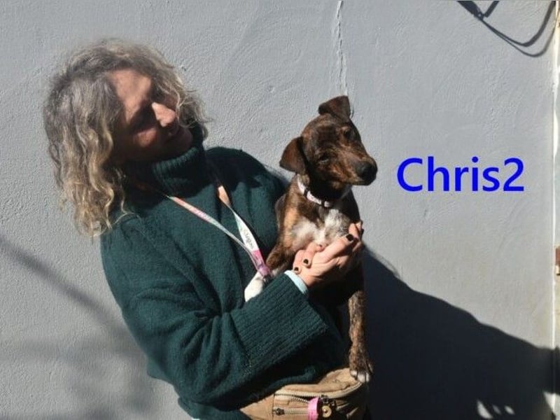 Chris2 geb. 03/2025 (ESP) - kleiner, fröhlicher Hundemann sucht seine Familie!