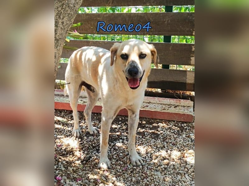 Romeo4 08/2022 (GRC) - schüchterner Schatz sucht Menschen mit Herz!
