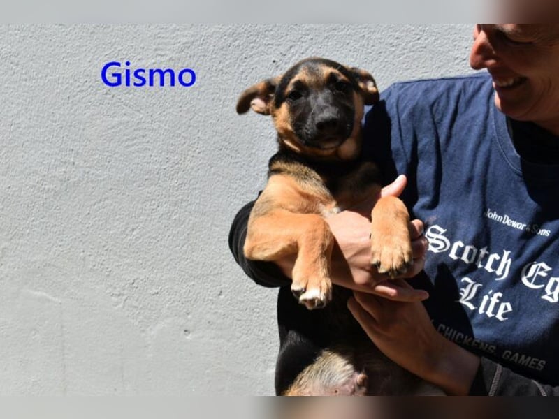 Gismo geb. 01/2026 (ESP) - charmanter, unverdorbener Welpe sucht sein Körbchen!