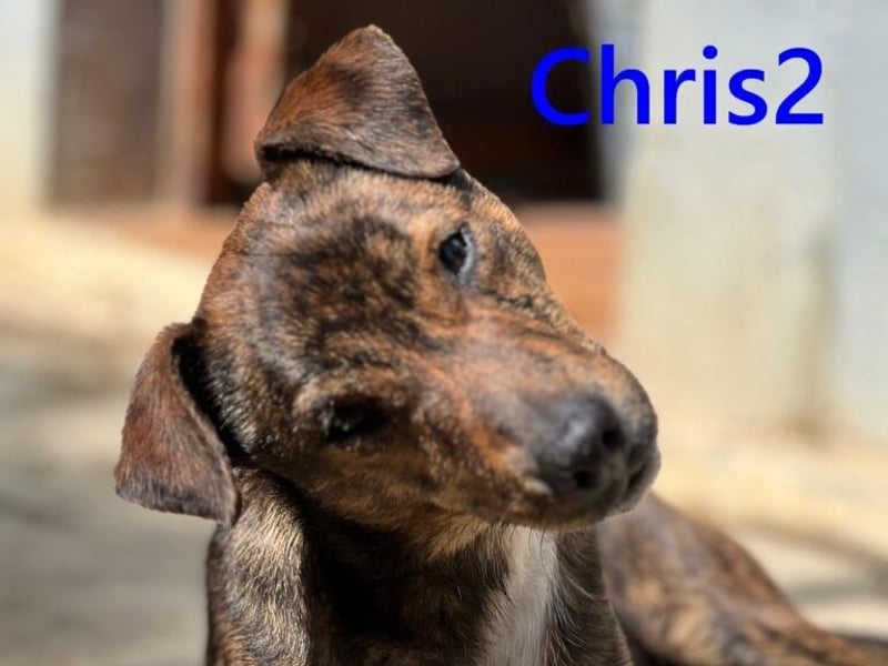 Chris2 geb. 03/2025 (ESP) - kleiner, fröhlicher Hundemann sucht seine Familie!