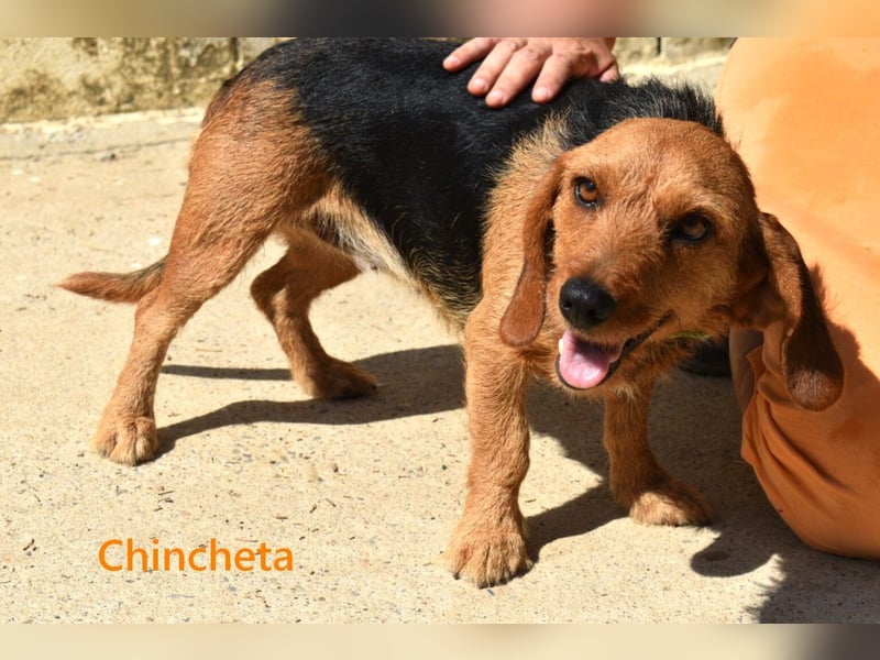 Chincheta geb. 09/2023 (ESP) Verschmuste und Menschenbezogene Hundedame sucht ihr Glück