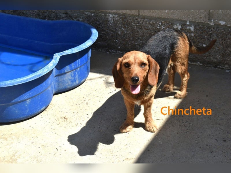 Chincheta geb. 09/2023 (ESP) Verschmuste und Menschenbezogene Hundedame sucht ihr Glück