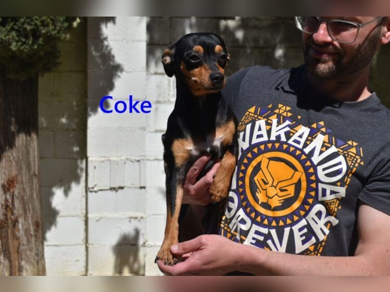 Coke geb. 12/2024 (ESP) - verschmuster und menschenbezogener Junghund!