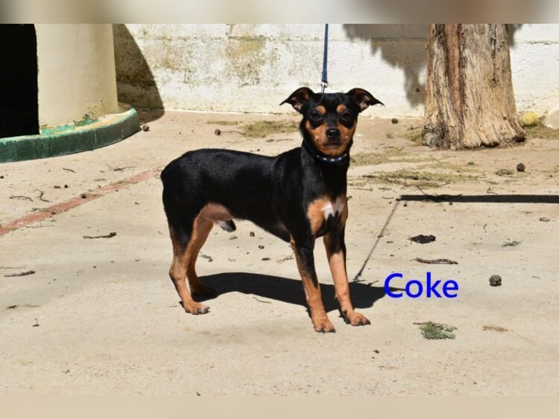Coke geb. 12/2024 (ESP) - verschmuster und menschenbezogener Junghund!