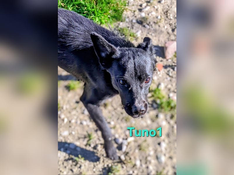 Tuno1 geb. 06/2025 (ESP) - fröhlicher und sanfter Junghund!