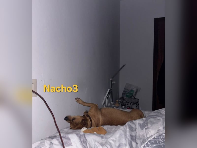 Nacho3 geb. 02/2022 (ESP) - geselliger und sozialer Bub sucht Pflegestelle oder Zuhause!