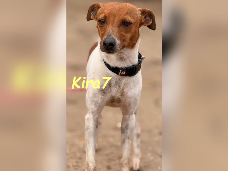 Kira7 geb. 07/2024 (ESP) - freundliches, liebevolles und verschmustes Bodeguero-Mix-Mädchen!