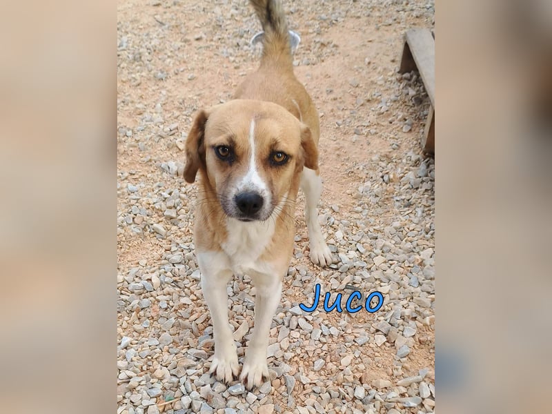 Juco geb. 08/2024 (GRC) - ruhiger, sozialer und liebenswerter junger Mann sucht ein Zuhause!