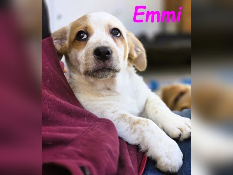 Emmi 01/2025 (ESP) - verschmustes und neugieriges, bezauberndes kleines Mädchen!