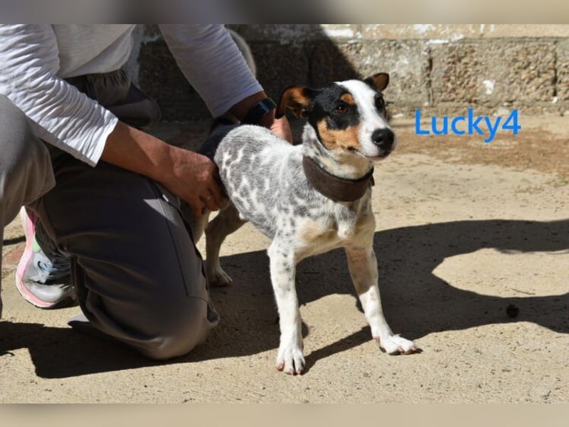 Lucky4 geb. 06/2025 (ESP) - verspielter Junghund sucht Pflegestelle oder Zuhause!