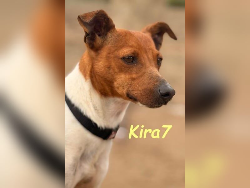 Kira7 geb. 07/2024 (ESP) - freundliches, liebevolles und verschmustes Bodeguero-Mix-Mädchen!