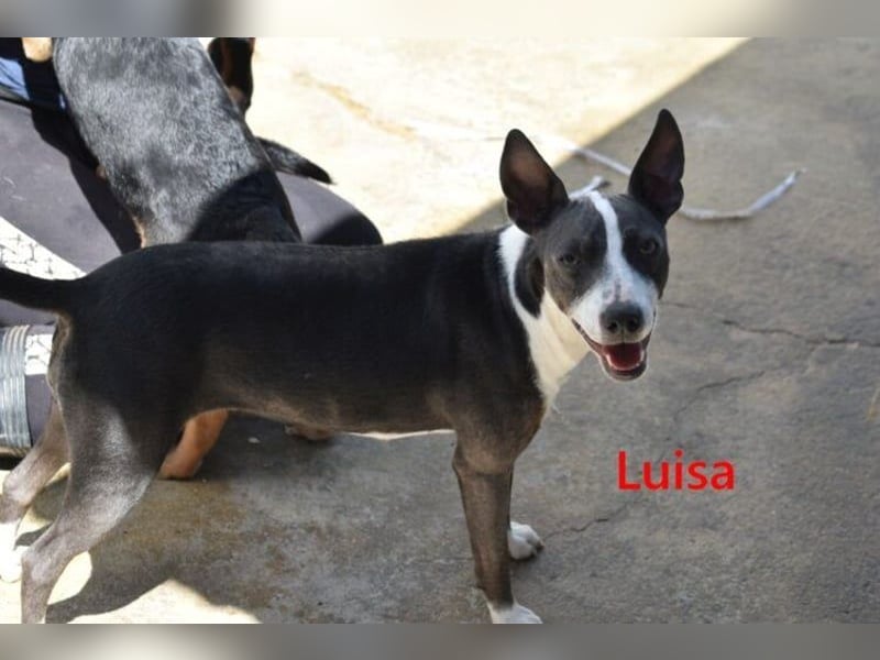 Luisa geb. 02/2023 (ESP) - verschmuste, wunderschöne Traumhündin!