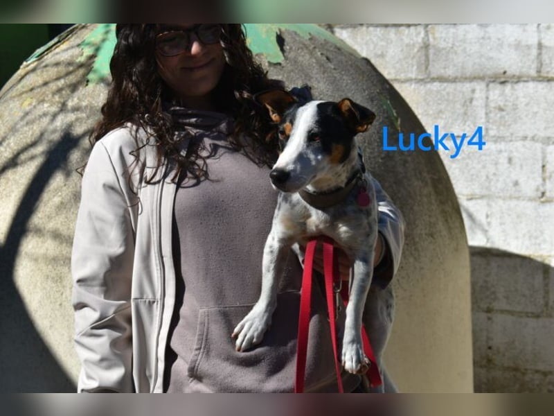 Lucky4 geb. 06/2025 (ESP) - verspielter Junghund sucht Pflegestelle oder Zuhause!