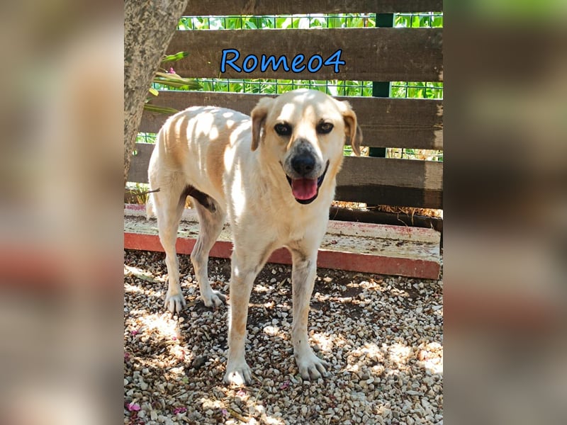 Romeo4 08/2022 (GRC) - schüchterner Schatz sucht Menschen mit Herz!
