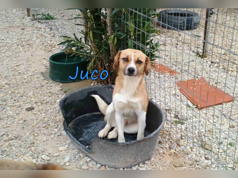 Juco geb. 08/2024 (GRC) - ruhiger, sozialer und liebenswerter junger Mann sucht ein Zuhause!