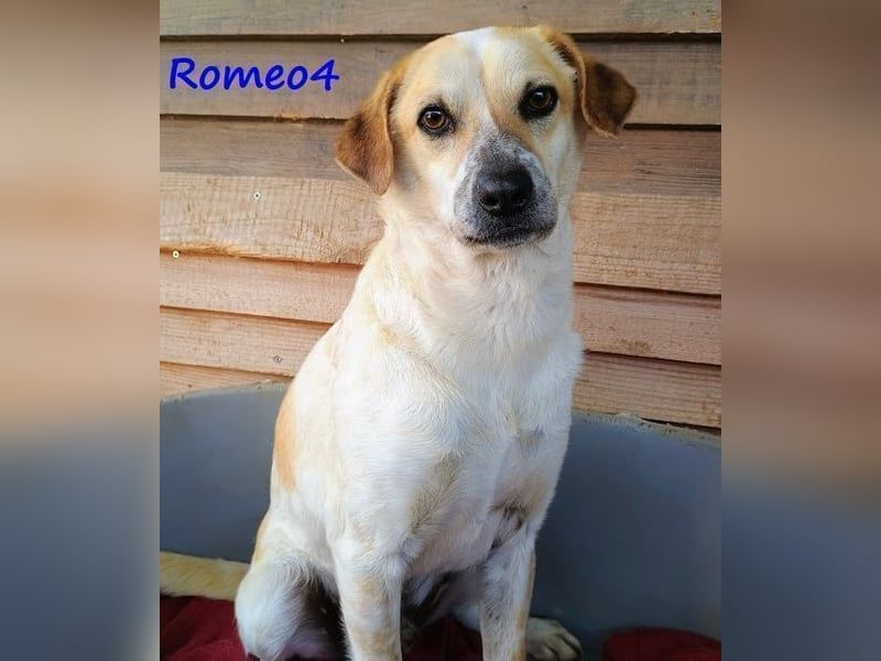 Romeo4 08/2022 (GRC) - schüchterner Schatz sucht Menschen mit großem Herz!