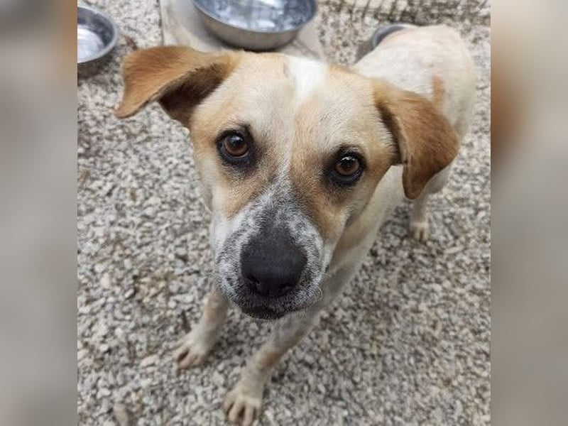 Romeo4 08/2022 (GRC) - schüchterner Schatz sucht Menschen mit Herz!