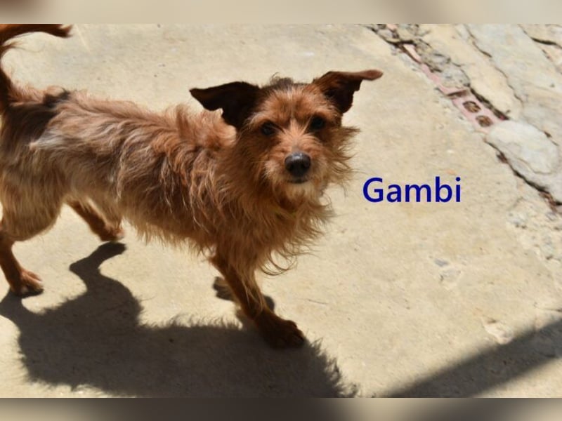 Gambi geb. 06/2023 (ESP) - unkomplizierter, freundlicher Hundemann!