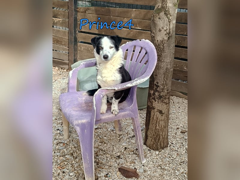 Prince4 geb. 03/2025 (GRC) - schüchterner, kleiner Sonnenschein sucht ein Für-immer-Zuhause!