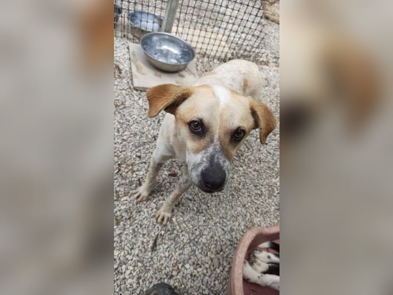 Romeo4 08/2022 (GRC) - schüchterner Schatz sucht Menschen mit großem Herz!