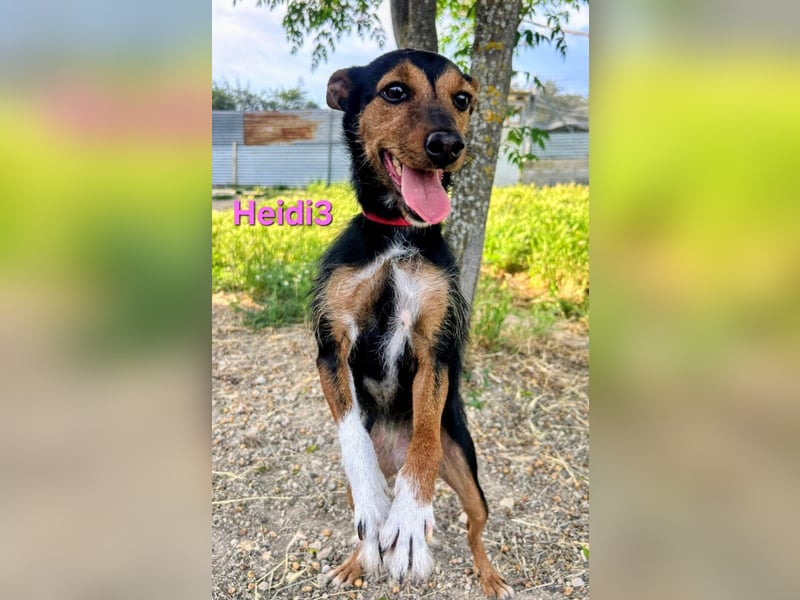 Heidi3 geb. 01/2025 (ESP) - kleine, fröhliche Hundedame sucht ihr Körbchen!