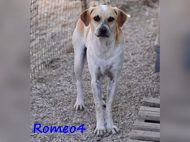 Romeo4 08/2022 (GRC) - schüchterner Schatz sucht Menschen mit großem Herz!