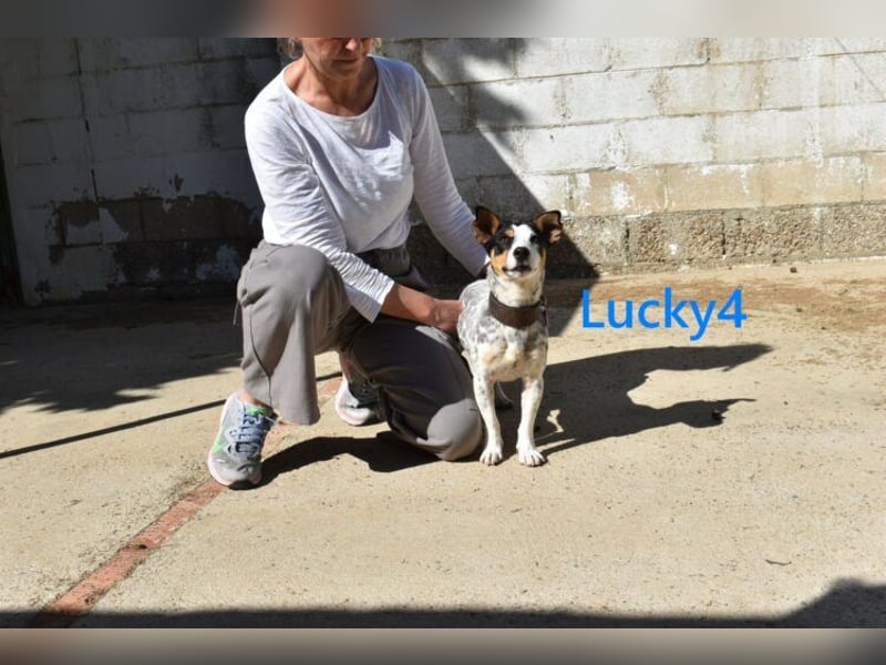 Lucky4 geb. 06/2025 (ESP) - verspielter Junghund sucht Pflegestelle oder Zuhause!