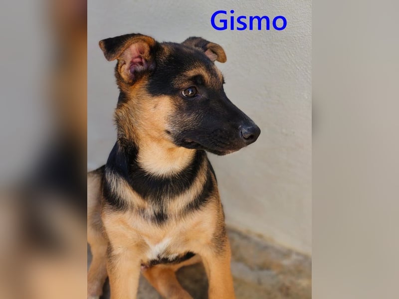 Gismo geb. 01/2026 (ESP) - charmanter, unverdorbener Welpe sucht sein Körbchen!