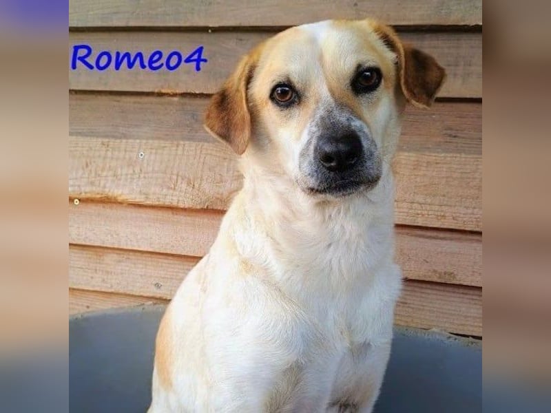 Romeo4 08/2022 (GRC) - schüchterner Schatz sucht Menschen mit großem Herz!