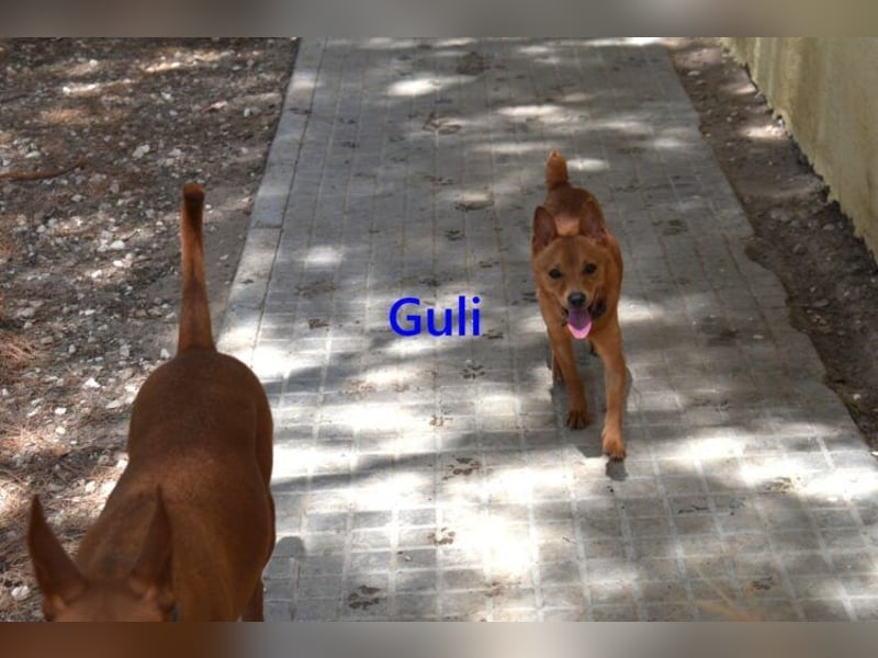 Guli geb. 07/2022 (ESP) - ein Sonne-im-Herzen Hund verdient sein Happy End!