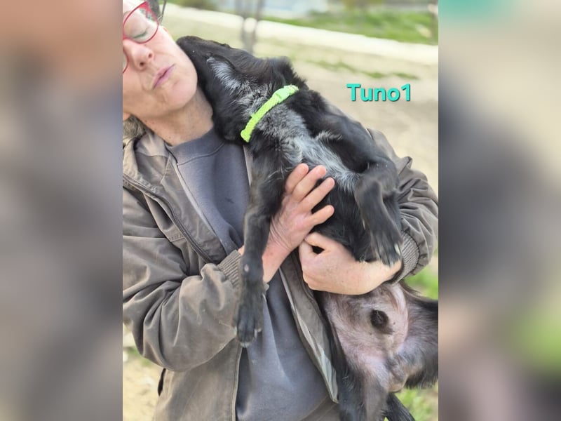 Tuno1 geb. 06/2025 (ESP) - fröhlicher und sanfter Junghund!